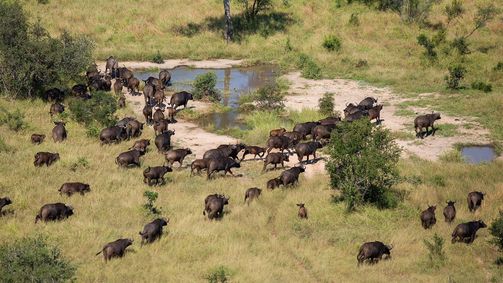 Extreme Airport Africa Extreme Airport Africa Folge 2: Schlangenjagd