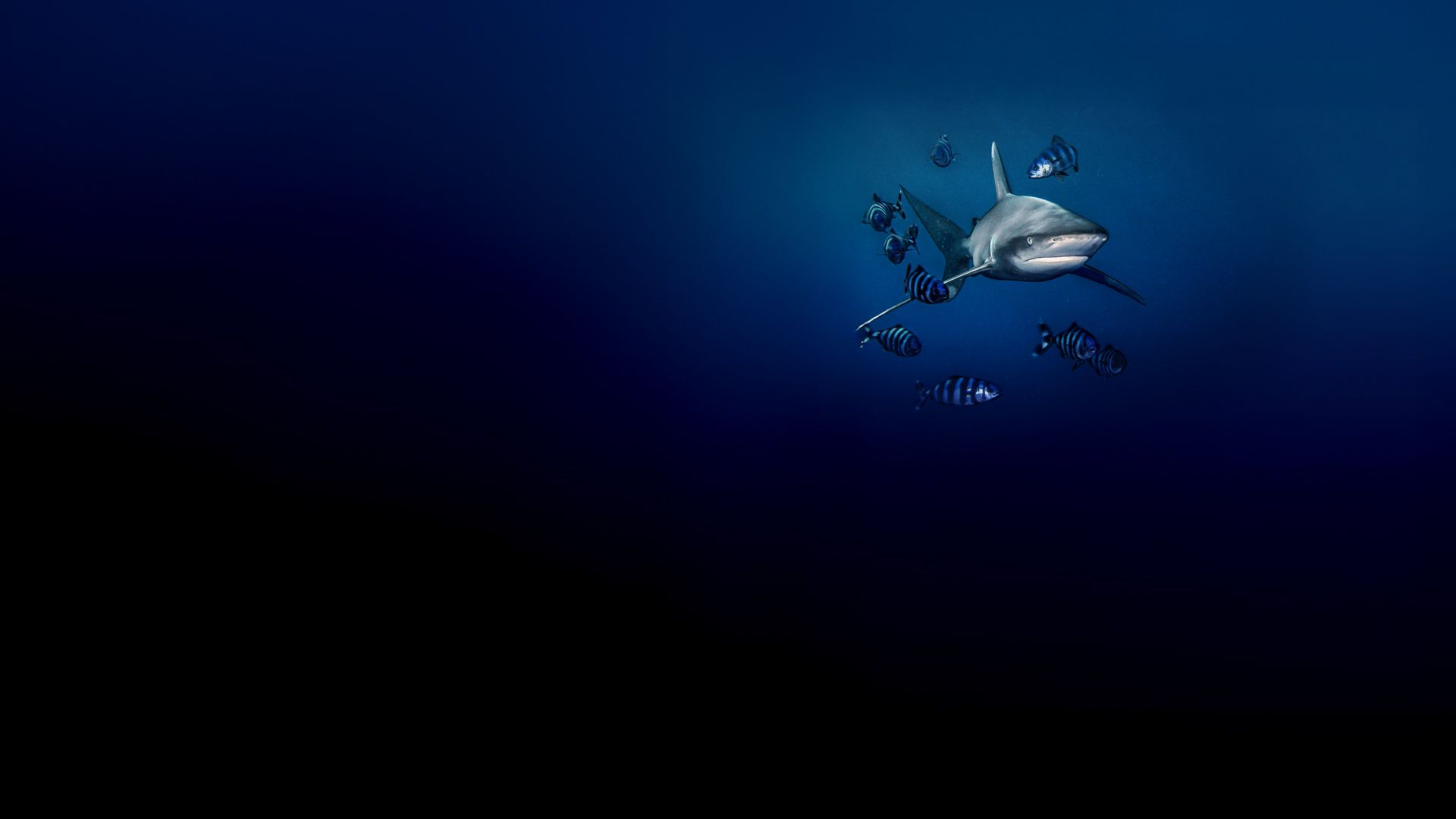 Der tödlichste Hai der Welt?