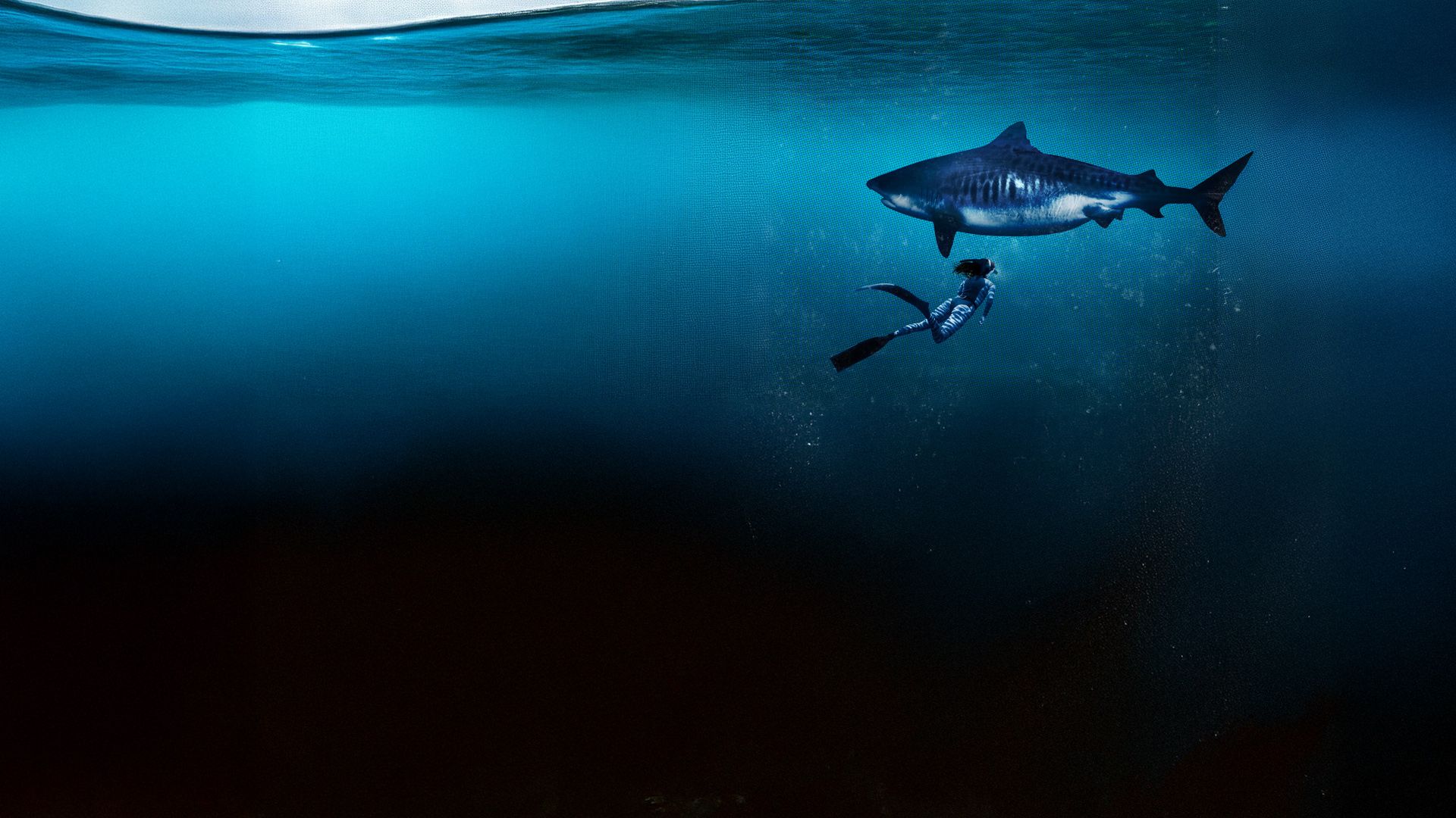 Kamakai - Der größte Tigerhai der Welt?