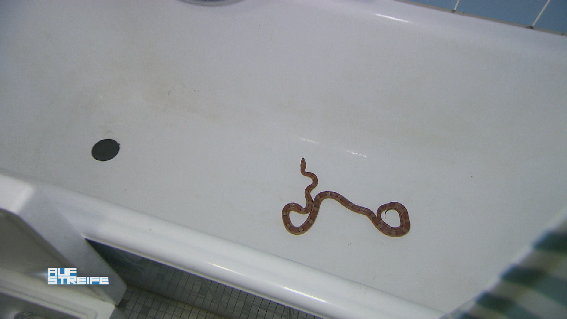 Von Schlangesicht zu Angesicht