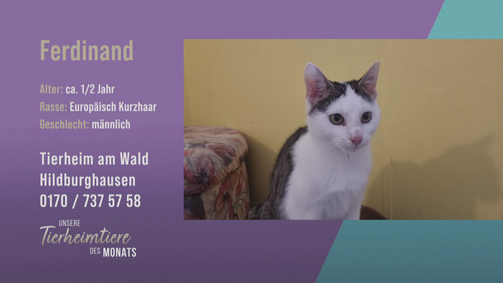 Unsere Tierheimtiere des Monats Unsere Tierheimtiere des Monats Folge 34: Verspielter Baby-Kater: Ferdinand