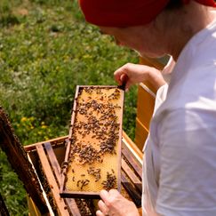 Honig & Bienen (mit Untertiteln)