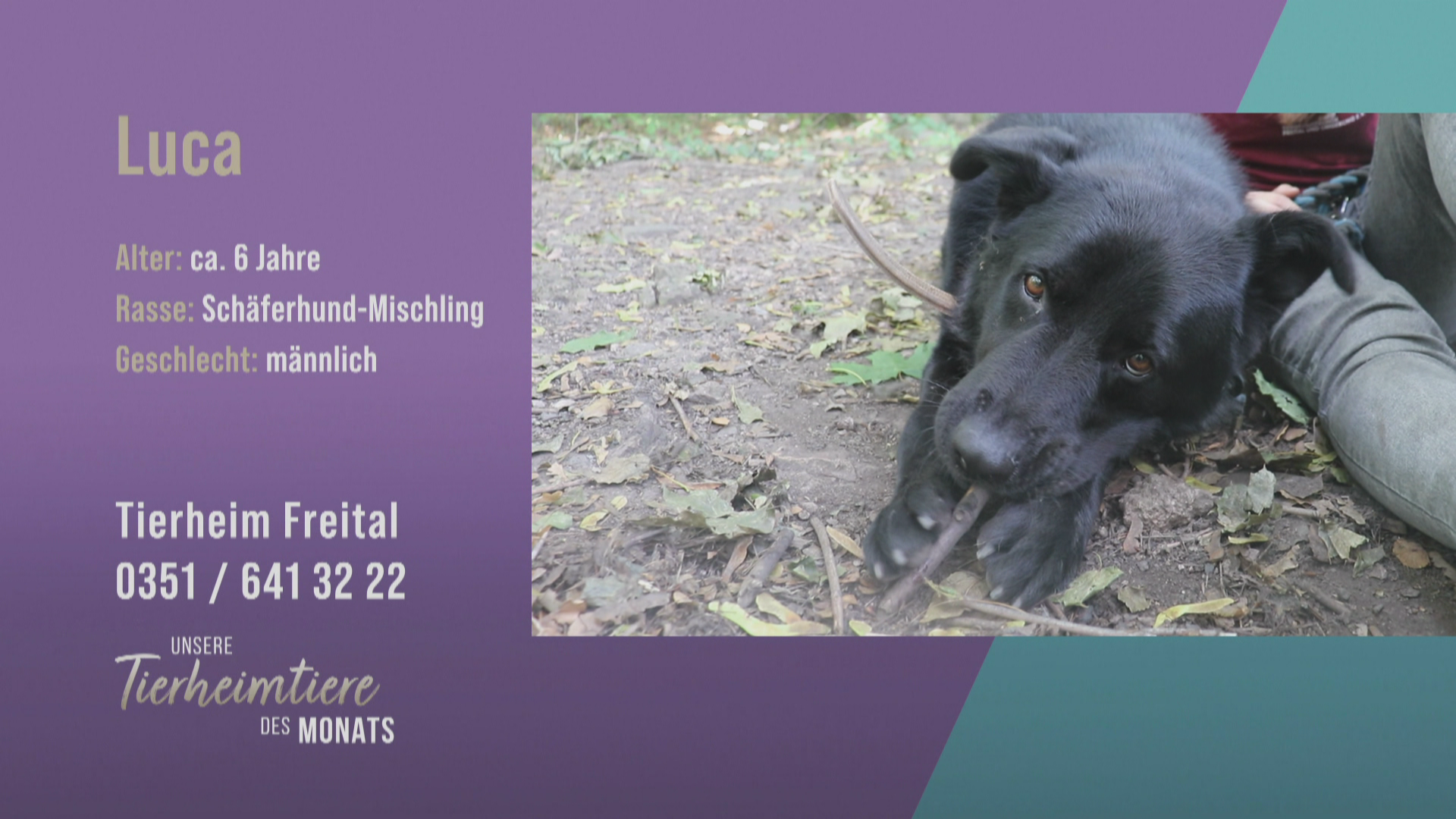 Kräftig und freundlich: Schäferhund-Mischling Luca