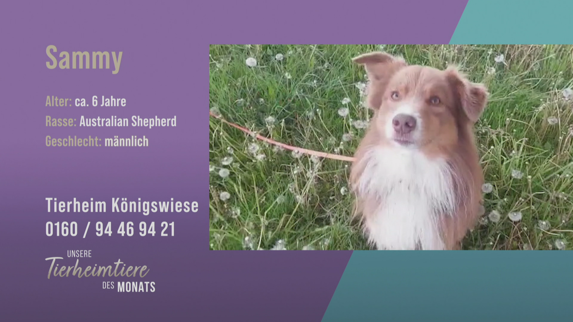 Für Hundeerfahrene: Australian Shepherd Sammy