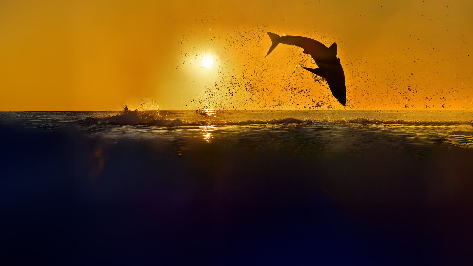 Akrobatische Haie: Die spektakulärsten Bilder