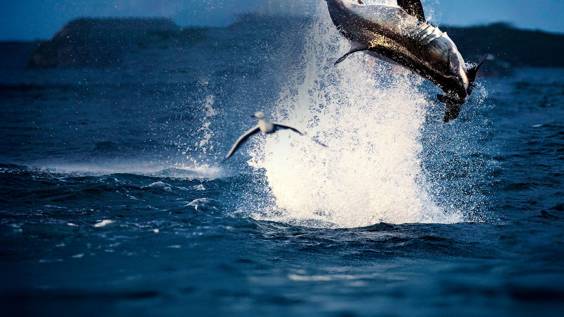 Air Jaws: Weiße Haie vor Neuseeland