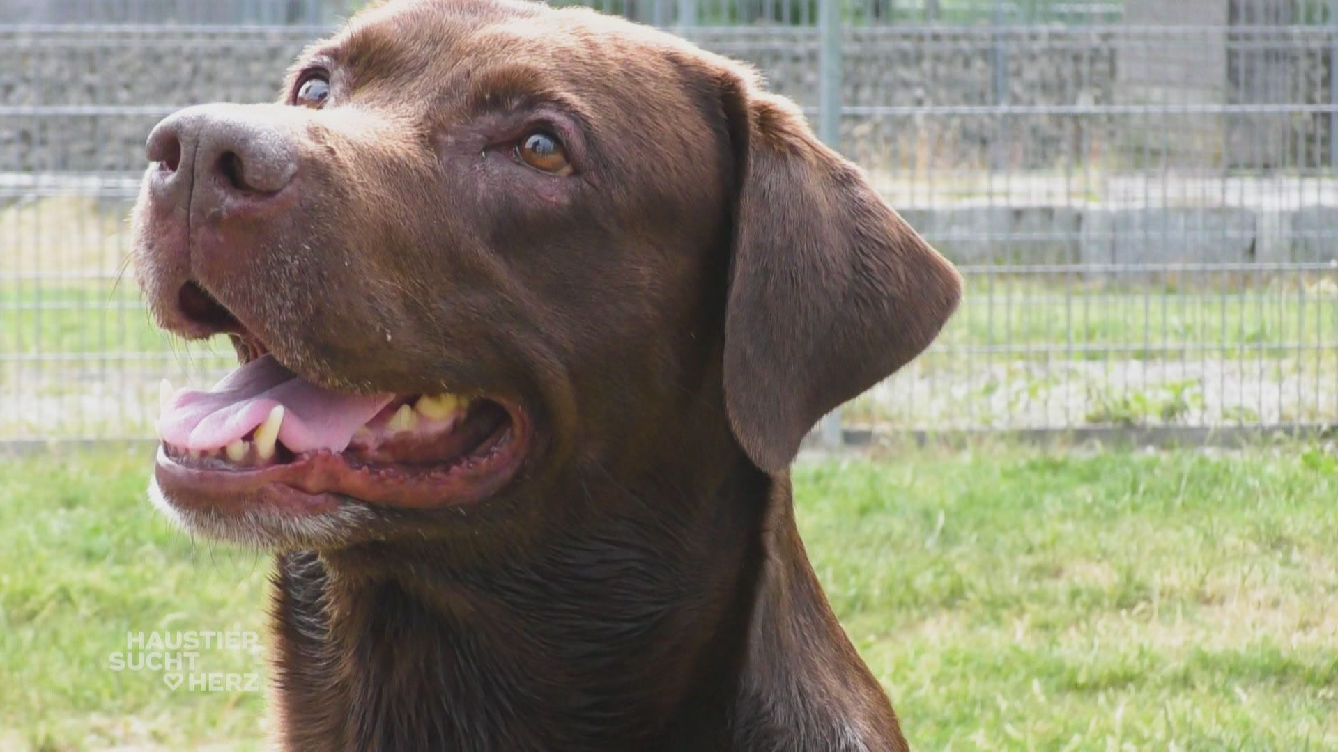 Auf der Suche nach einem neuen Zuhause für Hunde-Opa Akon