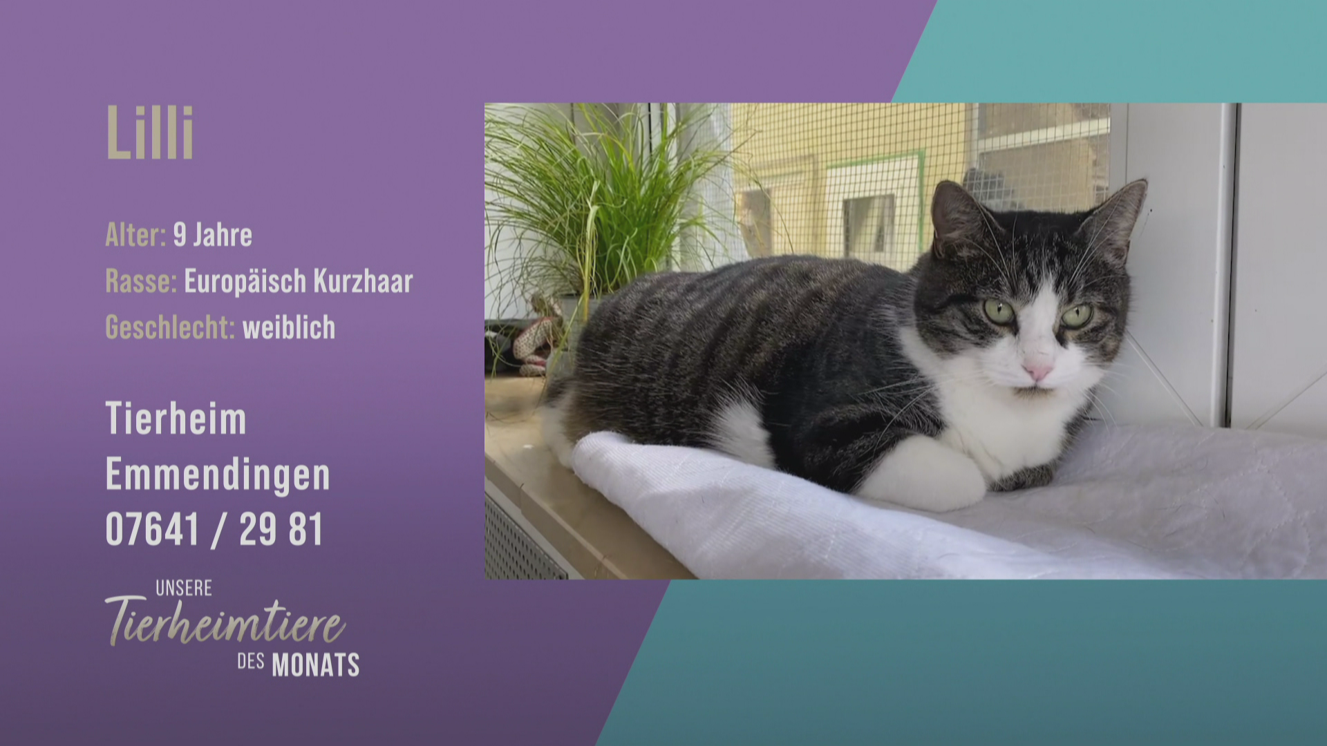 Prinzessin und Sorgenkind: Katze Lilli