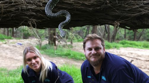 Snake Security - Schlangenalarm in Australien Snake Security - Schlangenalarm in Australien Folge 2: Blinder Passagier im Motorraum