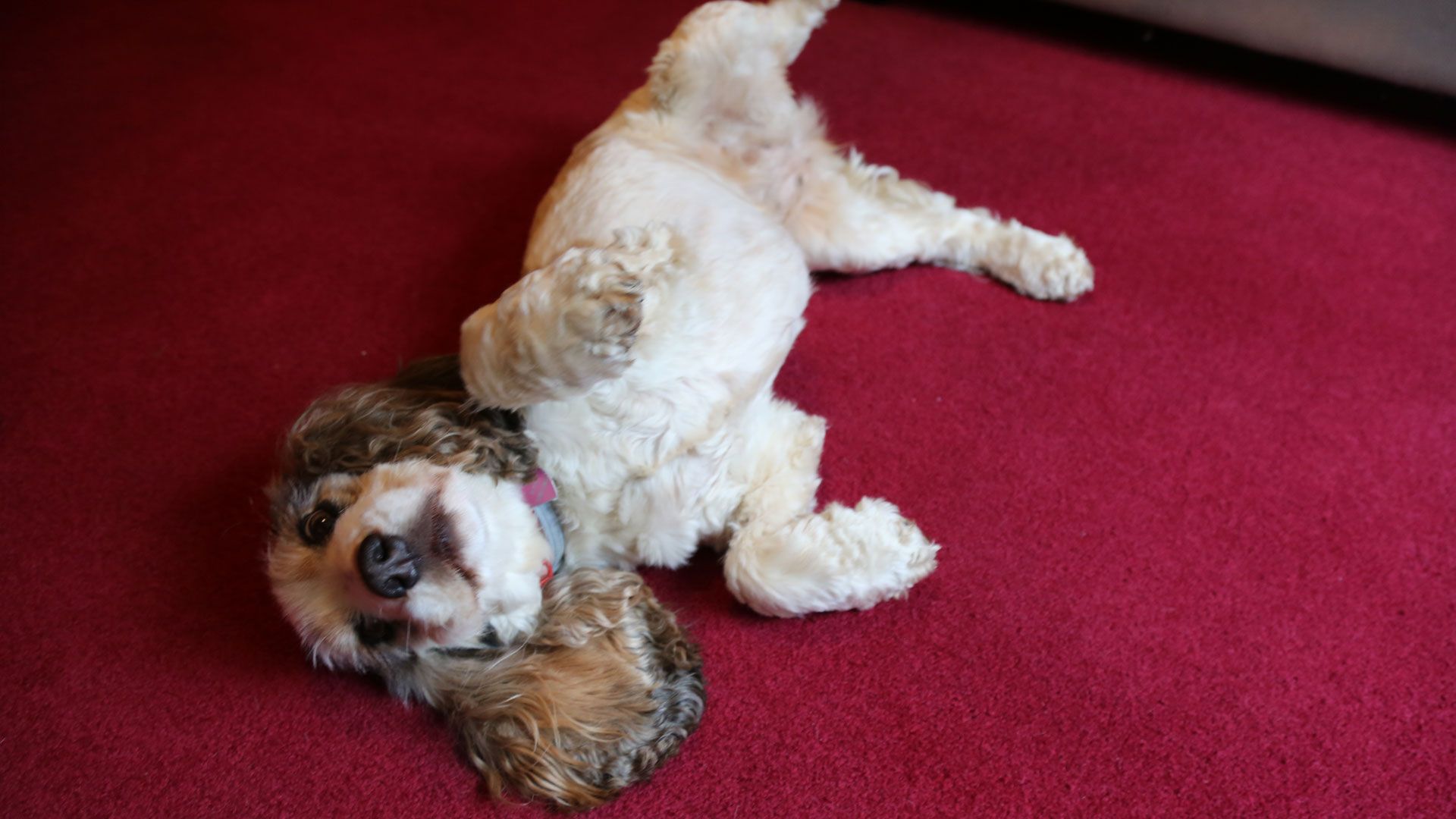 Teddy, Ollie und Chica