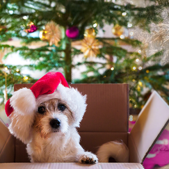 Keine Tiere als Weihnachtsgeschenk