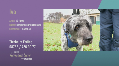 Unsere Tierheimtiere des Monats Unsere Tierheimtiere des Monats Folge 38: Verschmust und menschenbezogen: Bergamasker Ivo