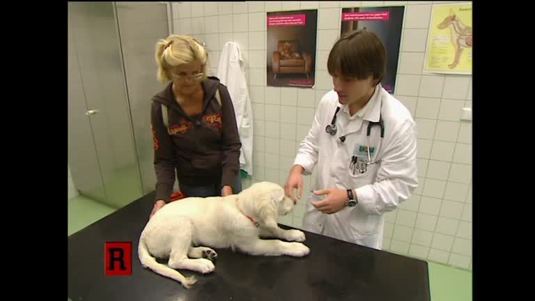 ATV Die Reportage - Tierklinik
