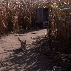 Leichte Sprache: S10 F6: Finden alle Welpen ihre Herrchen im Labyrinth?