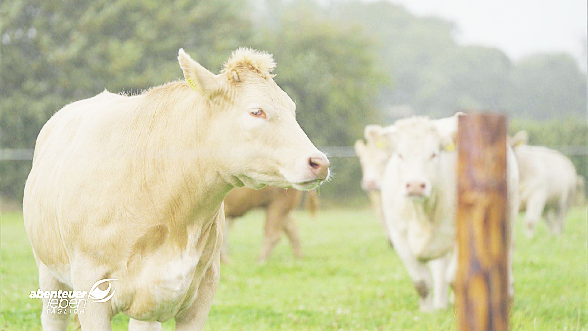 Irish Roadtrip mit Mike Süsser