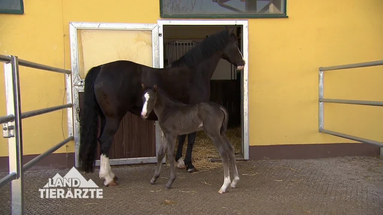 Die Landtierärzte - Staffel 1 Folge 3