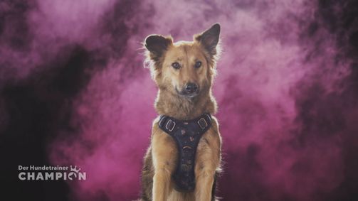 Der Hundetrainer-Champion Der Hundetrainer-Champion Folge 2: Großes Holi Powder Shooting für die Hunde.
