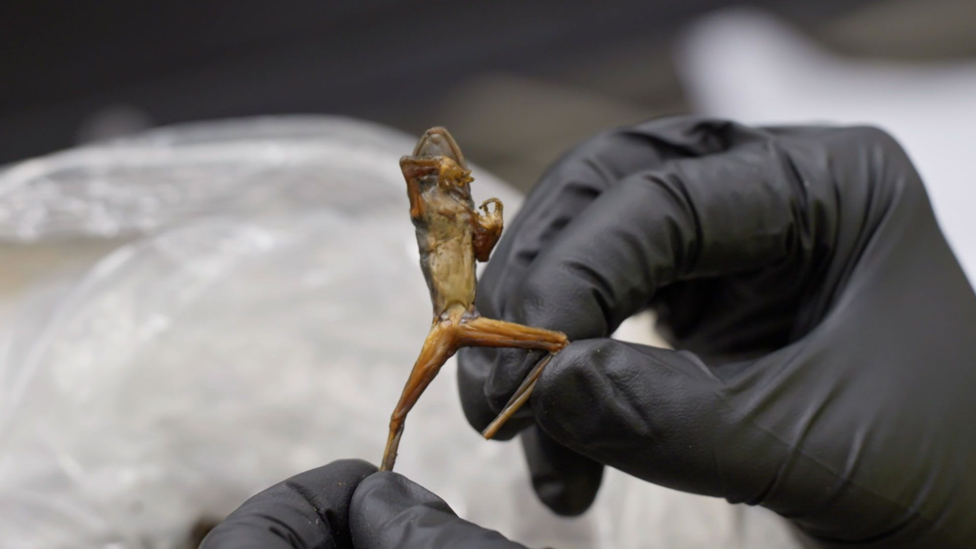 Indische Froschplage