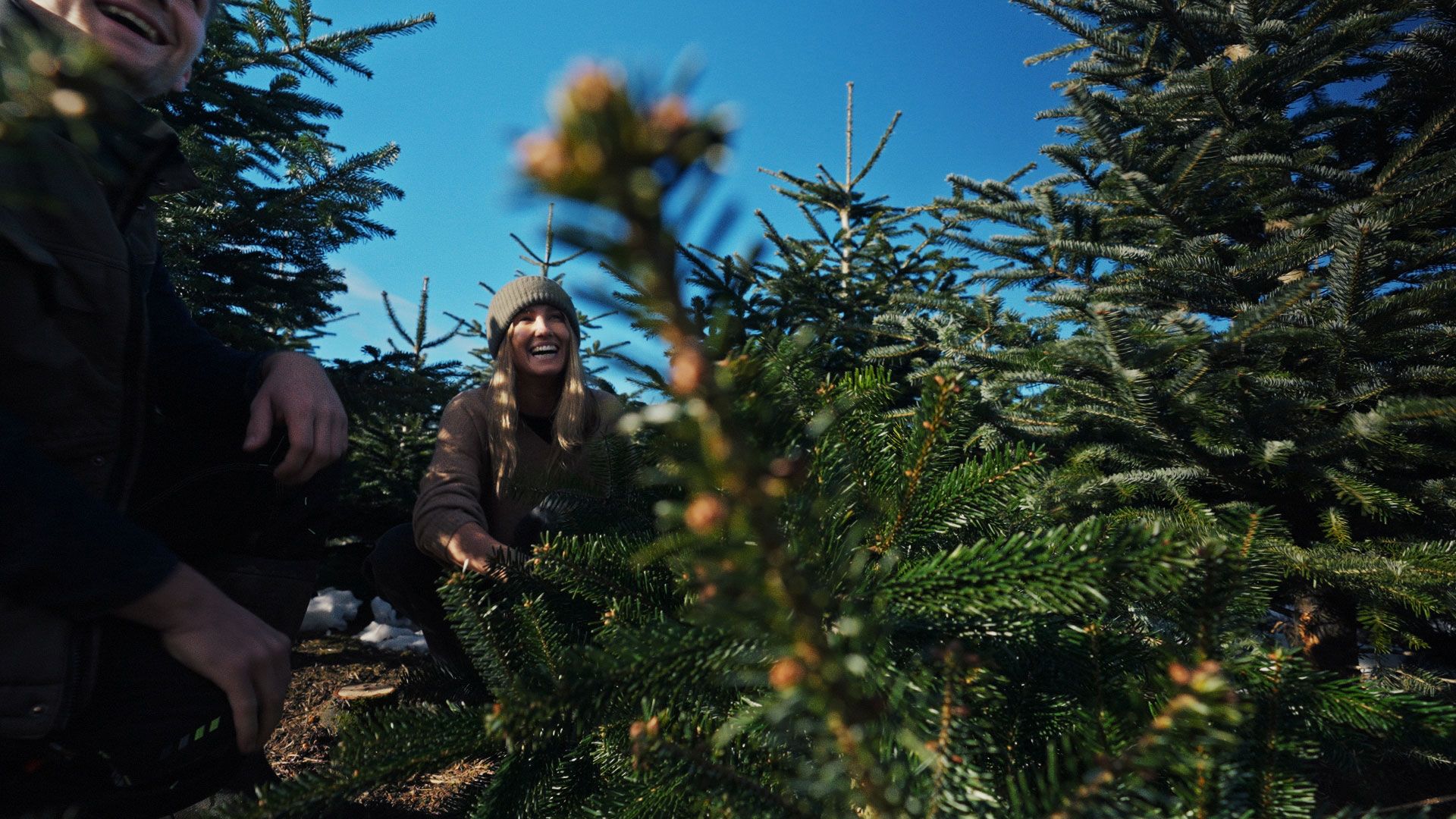 Weihnachtseinkäufe: Wie viele Eier macht man im Christbaum-Business?