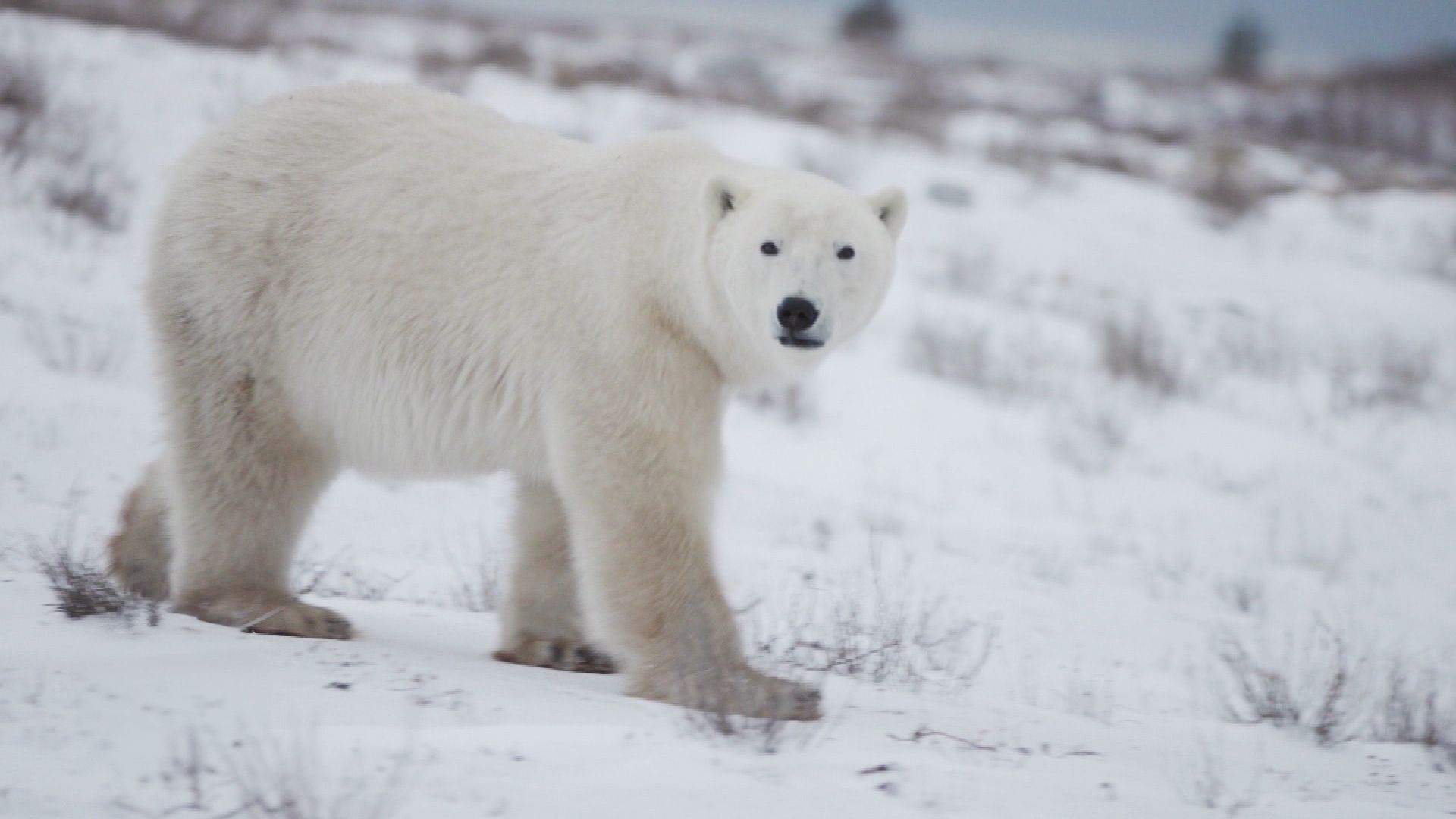 Churchill: Die Hauptstadt der Eisbären