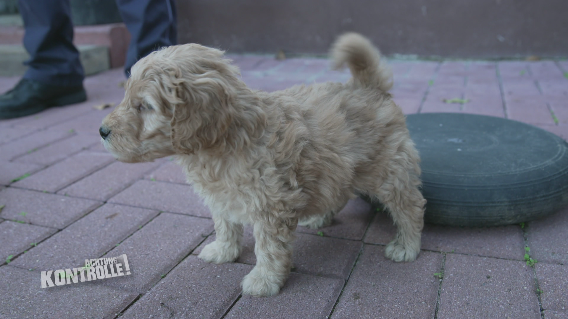 Thema u. a.: Hundewelpe droht zu ertrinken