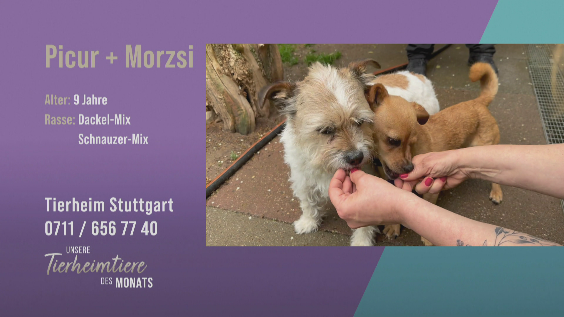 Wie ein altes Ehepaar: Picur und Morzsi