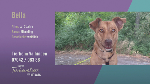 Unsere Tierheimtiere des Monats Unsere Tierheimtiere des Monats Folge 30: Anhänglich und verschmust: Mischling Bella 