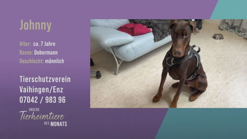 Unsere Tierheimtiere des Monats Unsere Tierheimtiere des Monats Folge 48: Lieb und verspielt: Dobermann Johnny