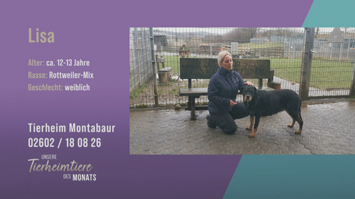 Unsere Tierheimtiere des Monats Unsere Tierheimtiere des Monats Folge 42: Rottweiler-Mix Lisa sucht ein ruhiges Zuhause
