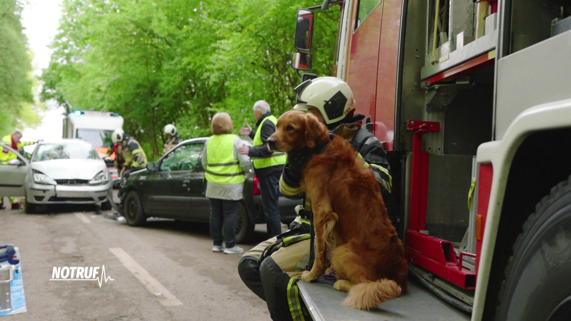 Unfall mit Hund