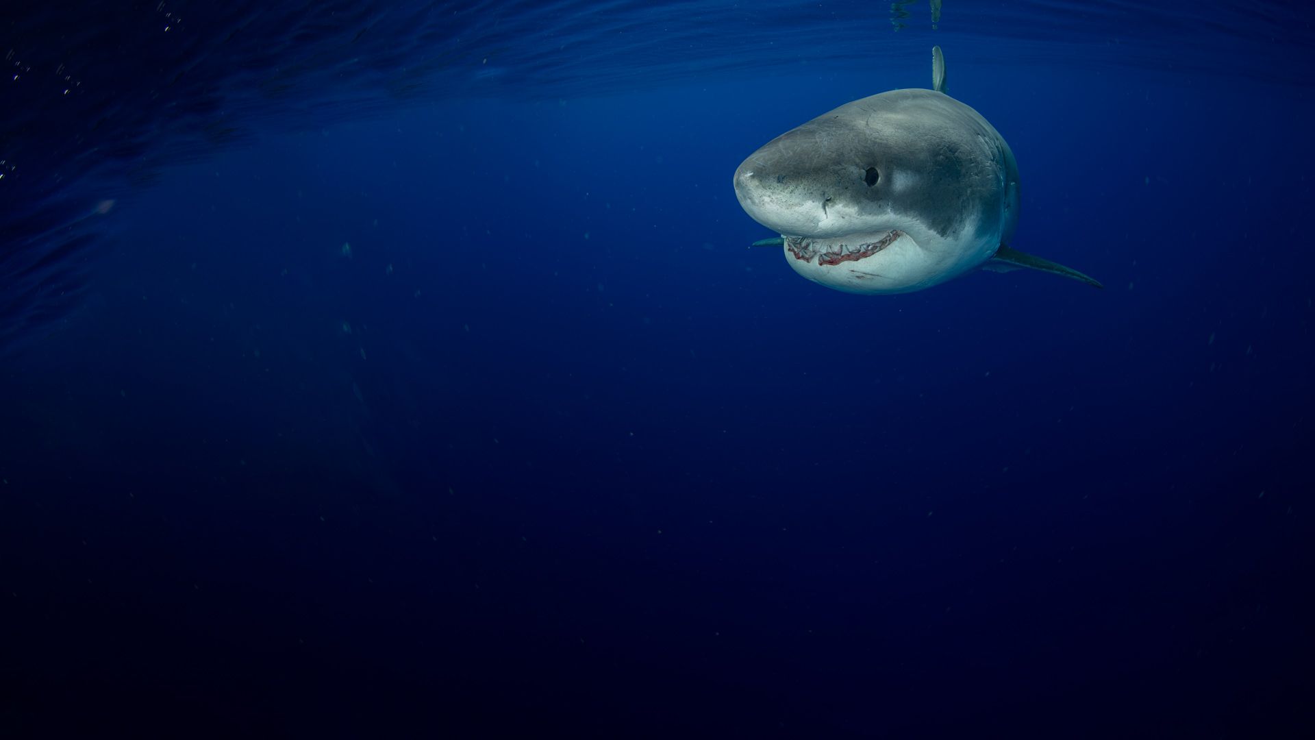 Weißer Hai vs. Tigerhai