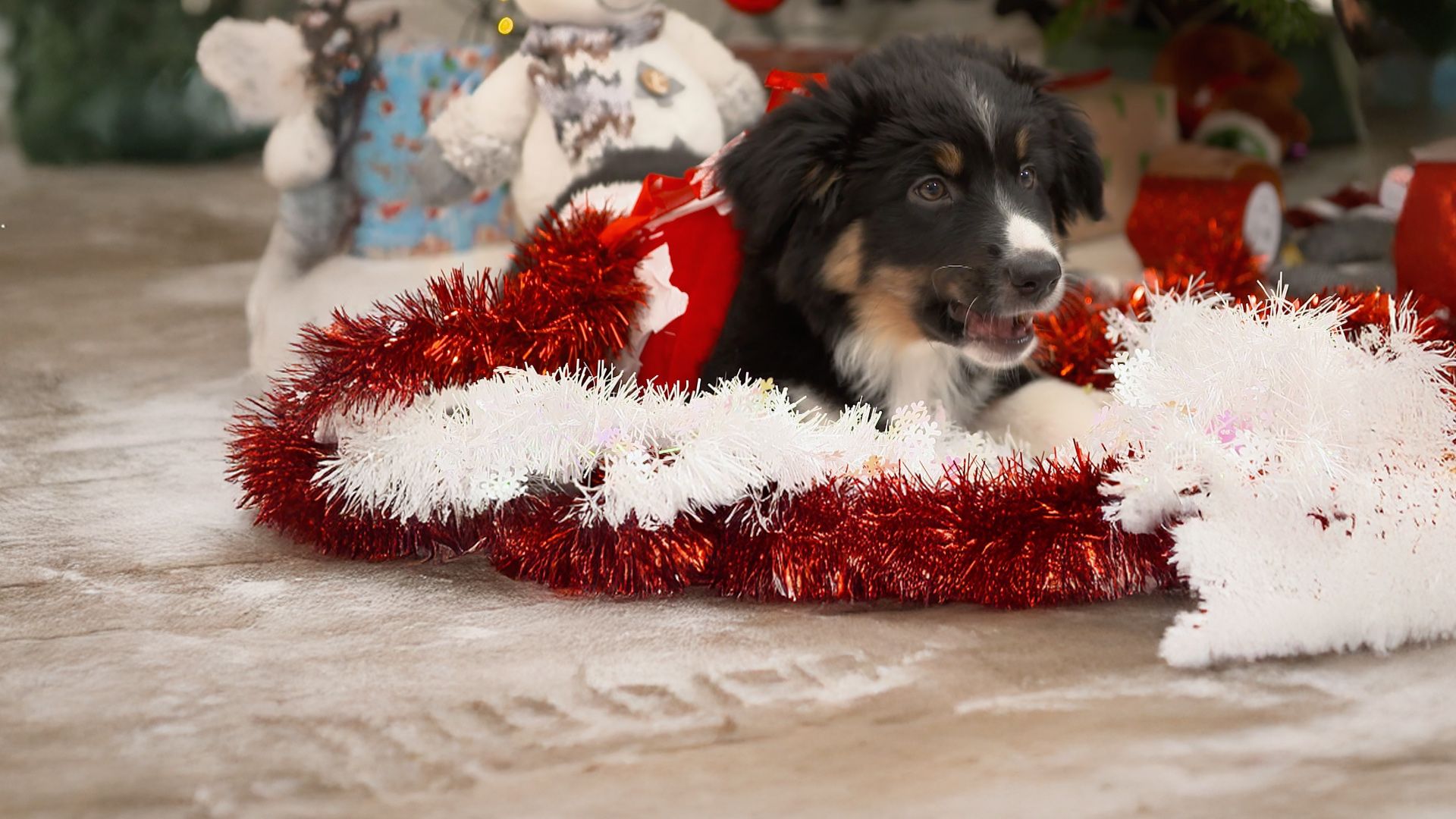 Weihnachtswelpen - Eine tierische Bescherung