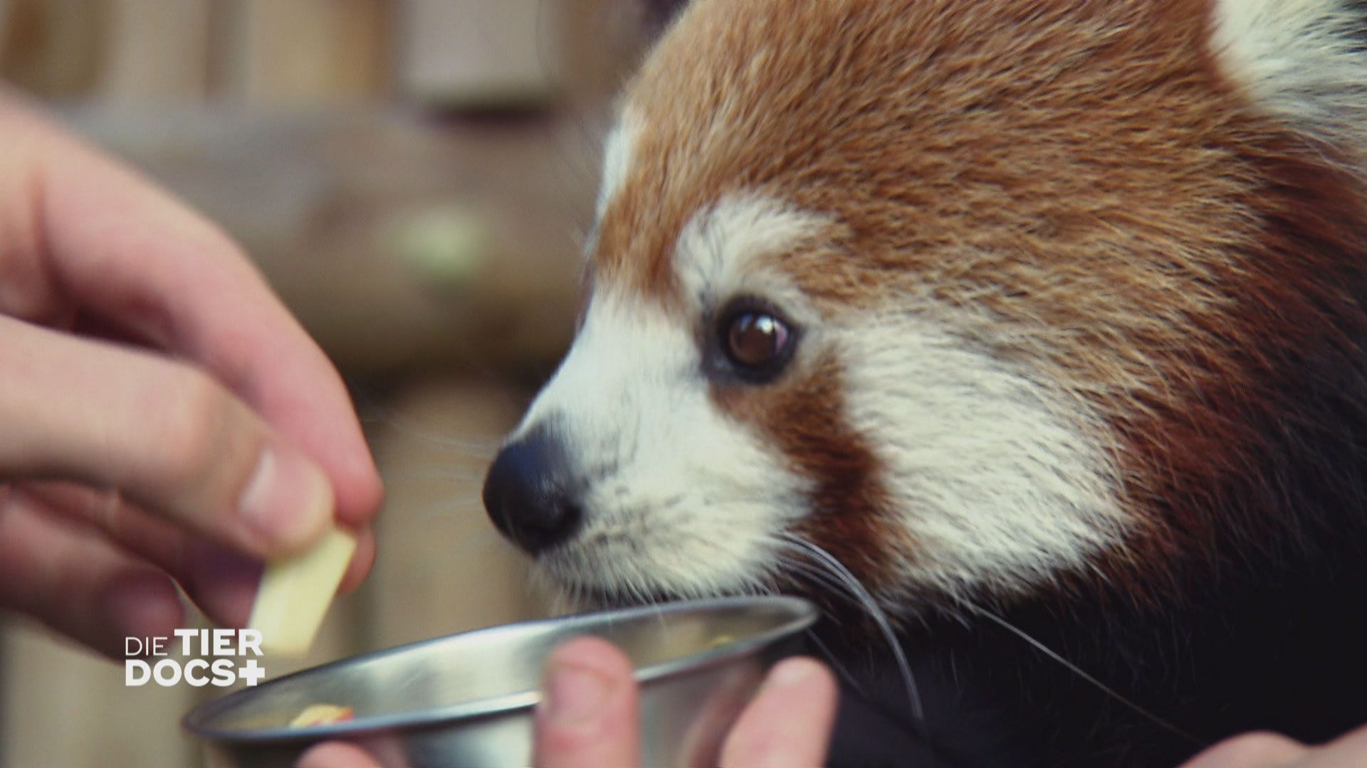 Erste Annäherungsversuche im Pandagehege