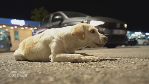 Straßenhund sucht Zuhause - André Vogt hilft Straßenhund sucht Zuhause - André Vogt hilft Folge 5: Mit der Pfotenhilfe Antalya in der Türkei