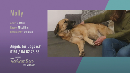 Unsere Tierheimtiere des Monats Unsere Tierheimtiere des Monats Folge 30: Verschmuste Mischlingshündin Molly sucht ein liebevolles Zuhause