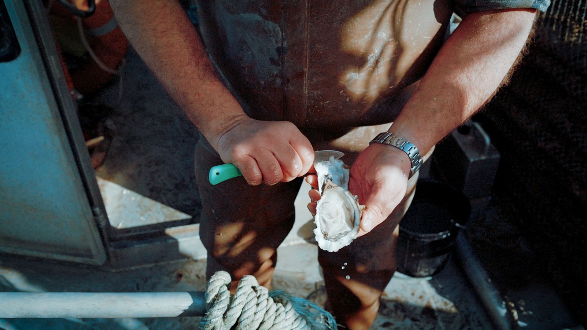 Schudels Reise ans Meer: Oysters Marennes Oleron