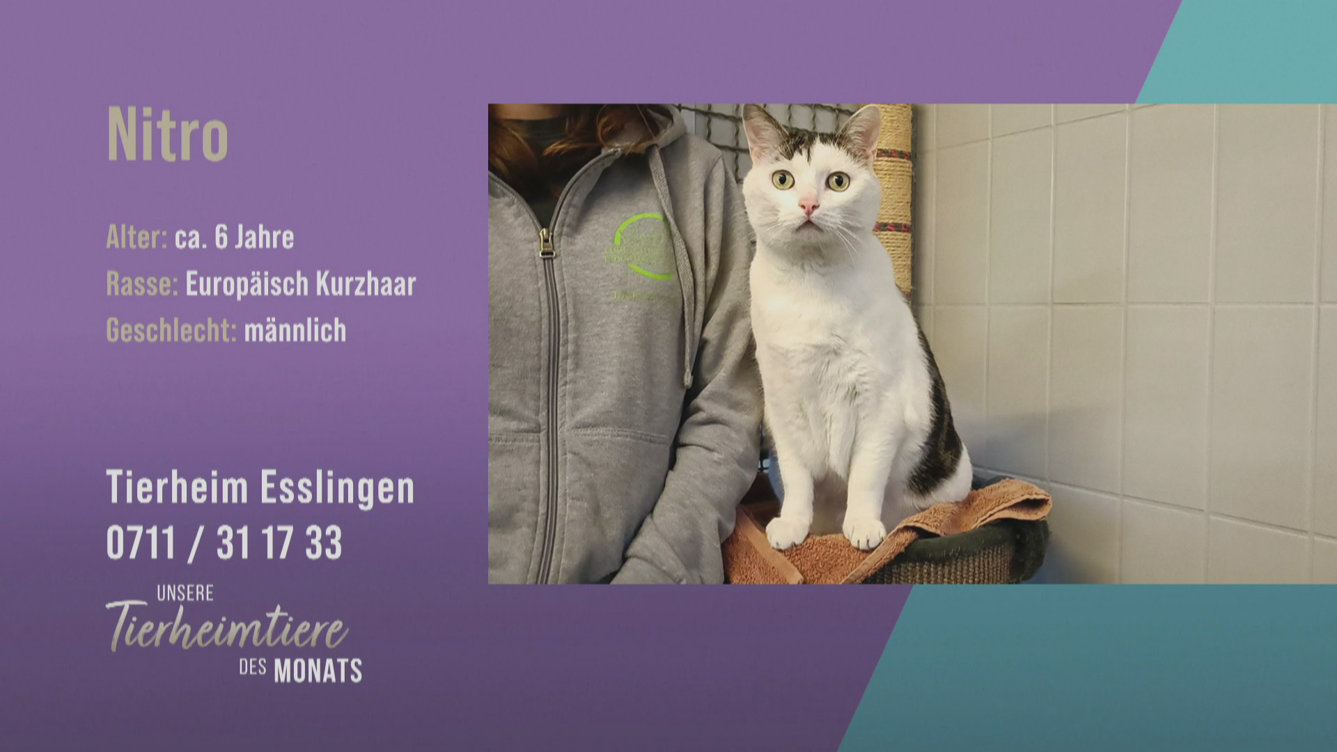 Zutrauliches Energiebündel: Kater Nitro