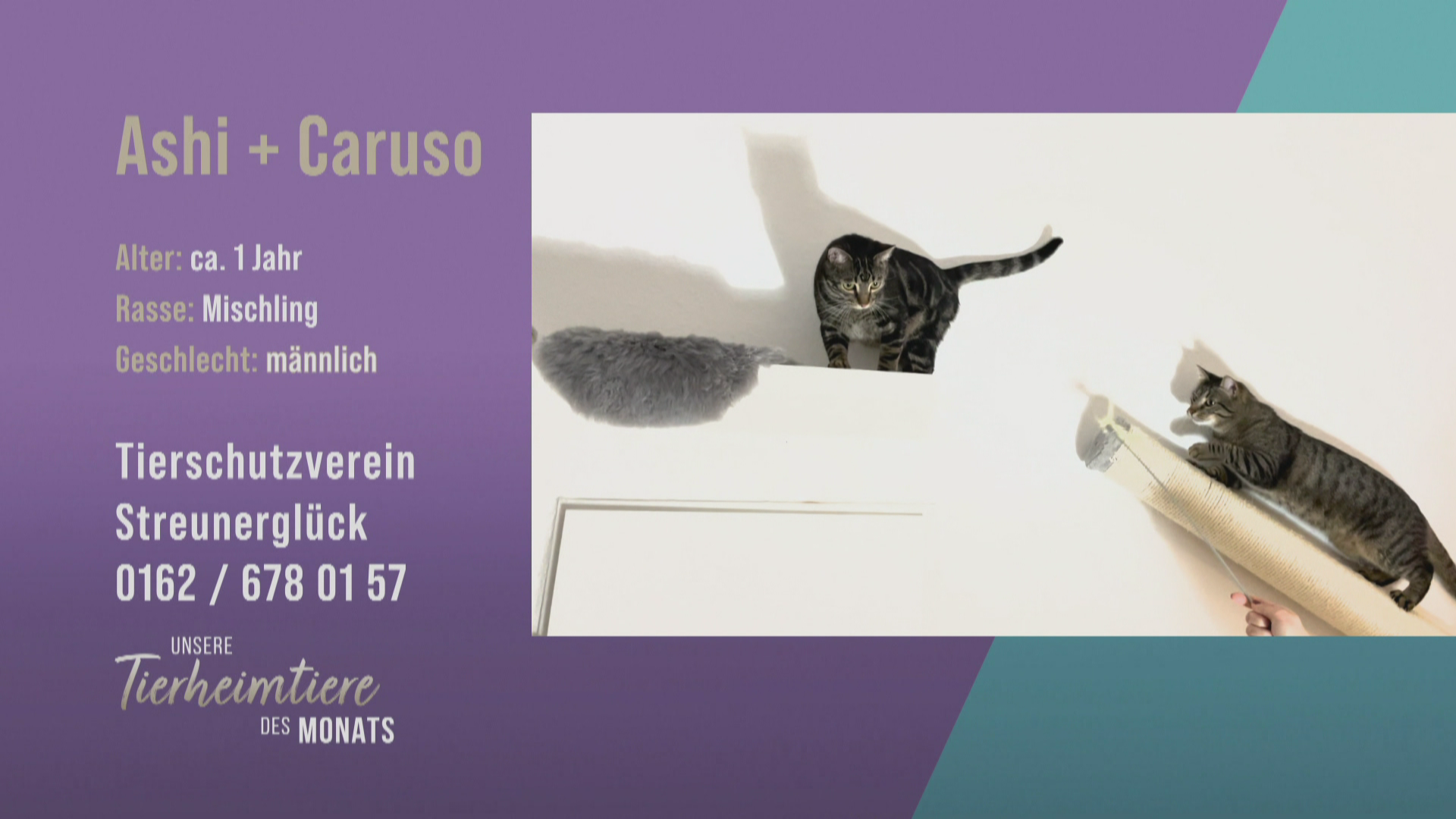 Katzen-Duo Ashi & Caruso für Aktive