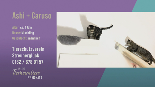 Unsere Tierheimtiere des Monats Unsere Tierheimtiere des Monats Folge 38: Katzen-Duo Ashi & Caruso für Aktive