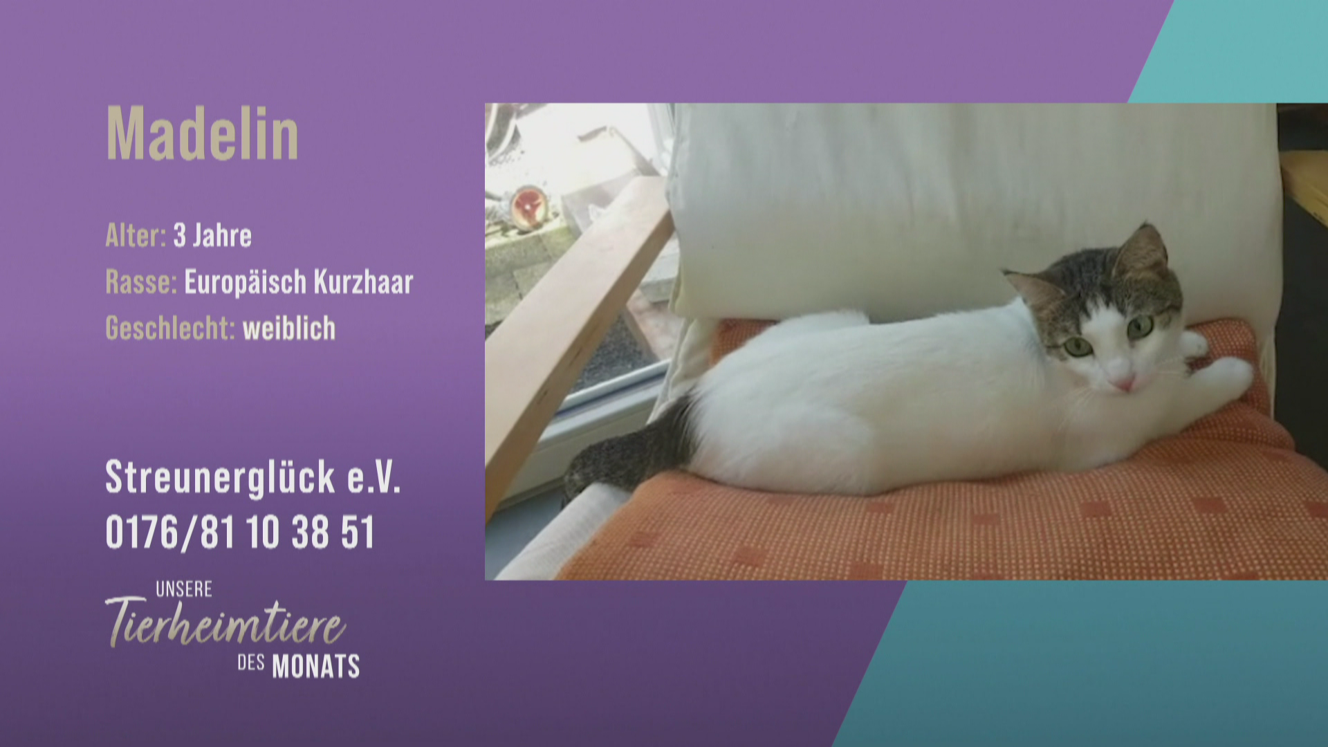 Für große Familien: Lebensfrohe Katze Madelin