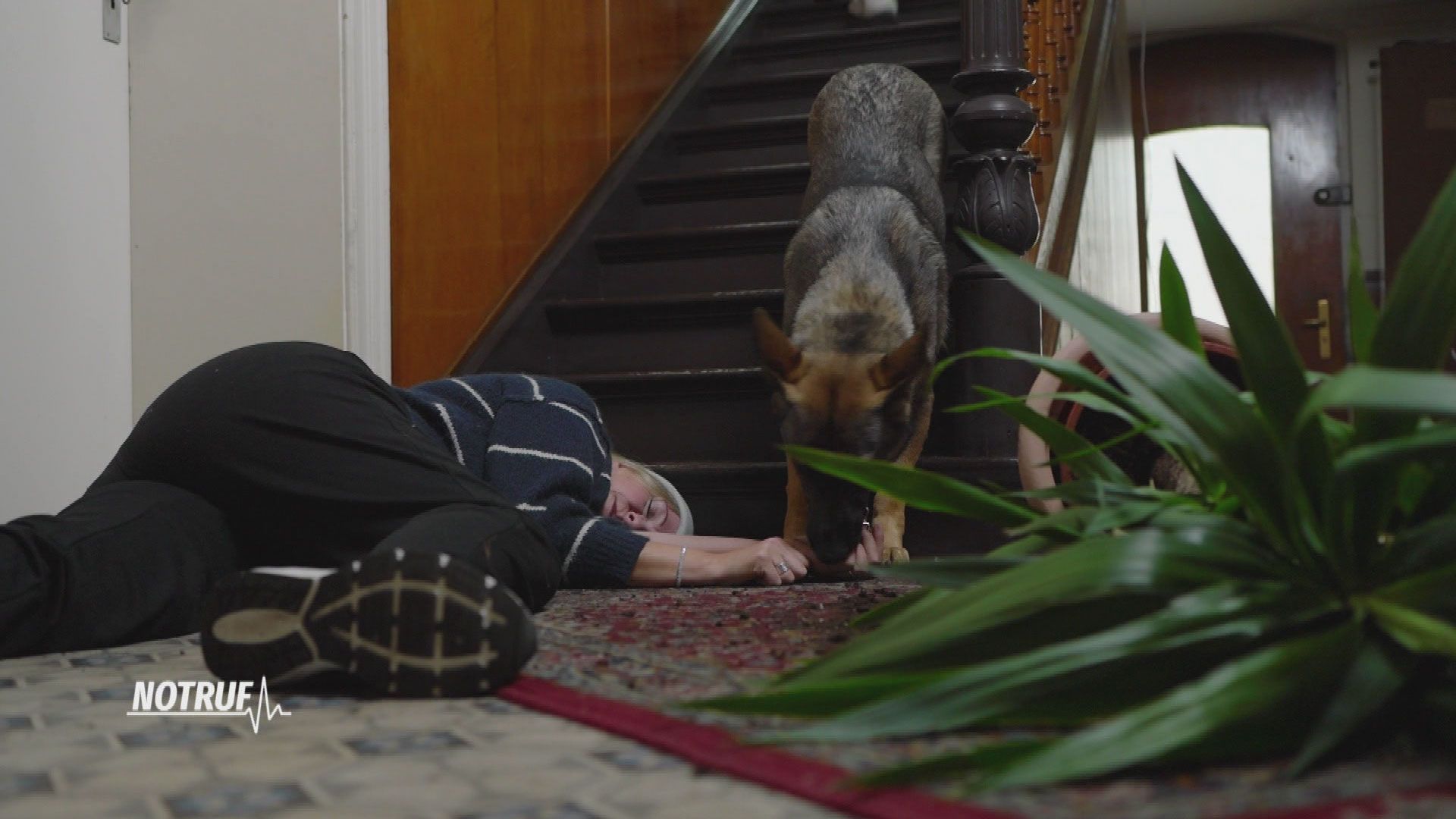 Nicht ohne meinen Hund