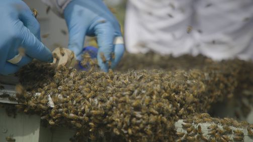 König der Bienen König der Bienen Folge 6: Charlie wird Honiglieferant