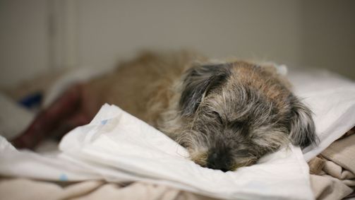 Der Super Doc - Einsatz für 4 Pfoten Der Super-Doc - Einsatz für 4 Pfoten Folge 6: Rettet meinen Hund