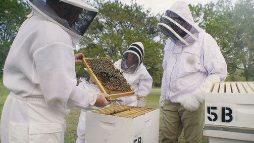 König der Bienen König der Bienen Folge 5: Ein Maulkorb für einen Hahn