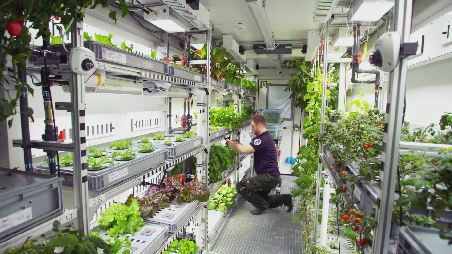 Testlauf für den Mars: Gemüse in der Antarktis