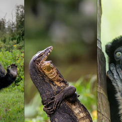 Tanzender Affe: Witzige Tierfotos gekürt