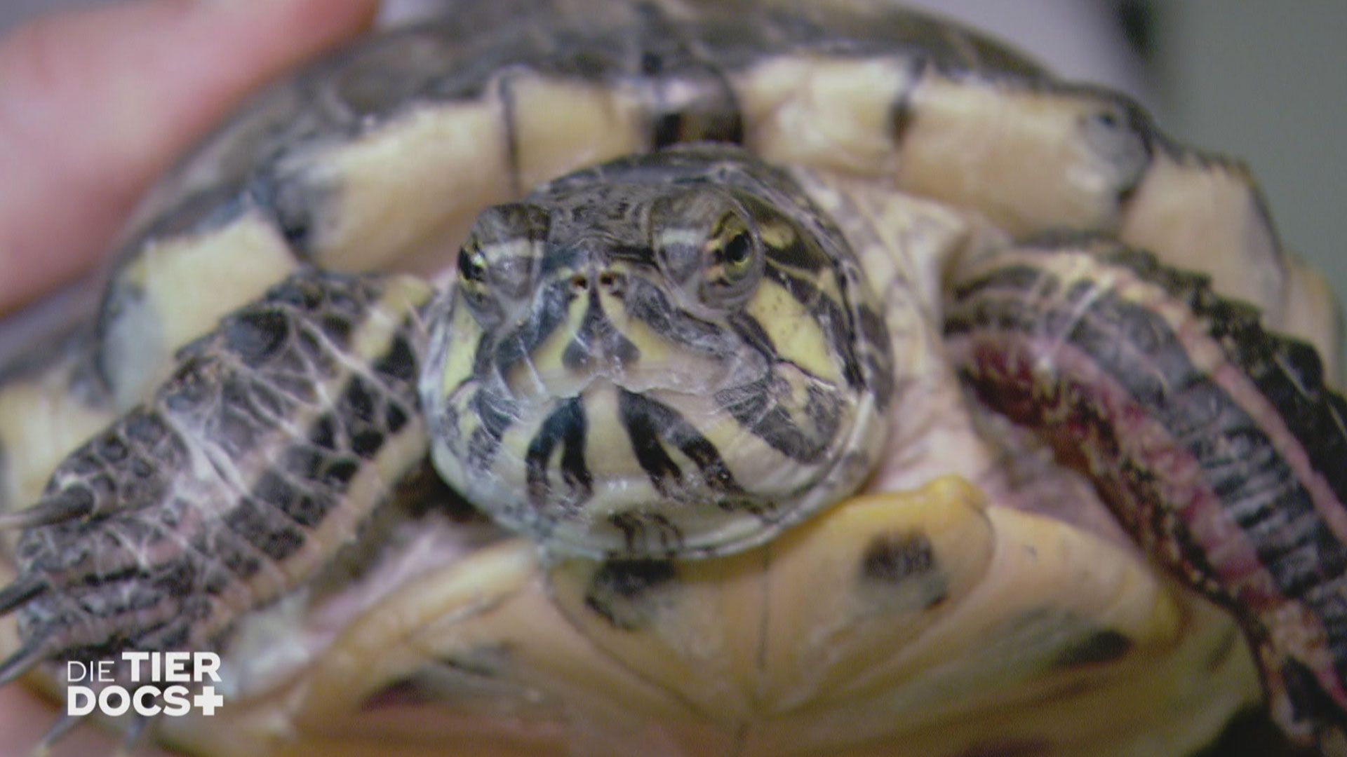 Wehrhafte Schildkröte bei der Untersuchung