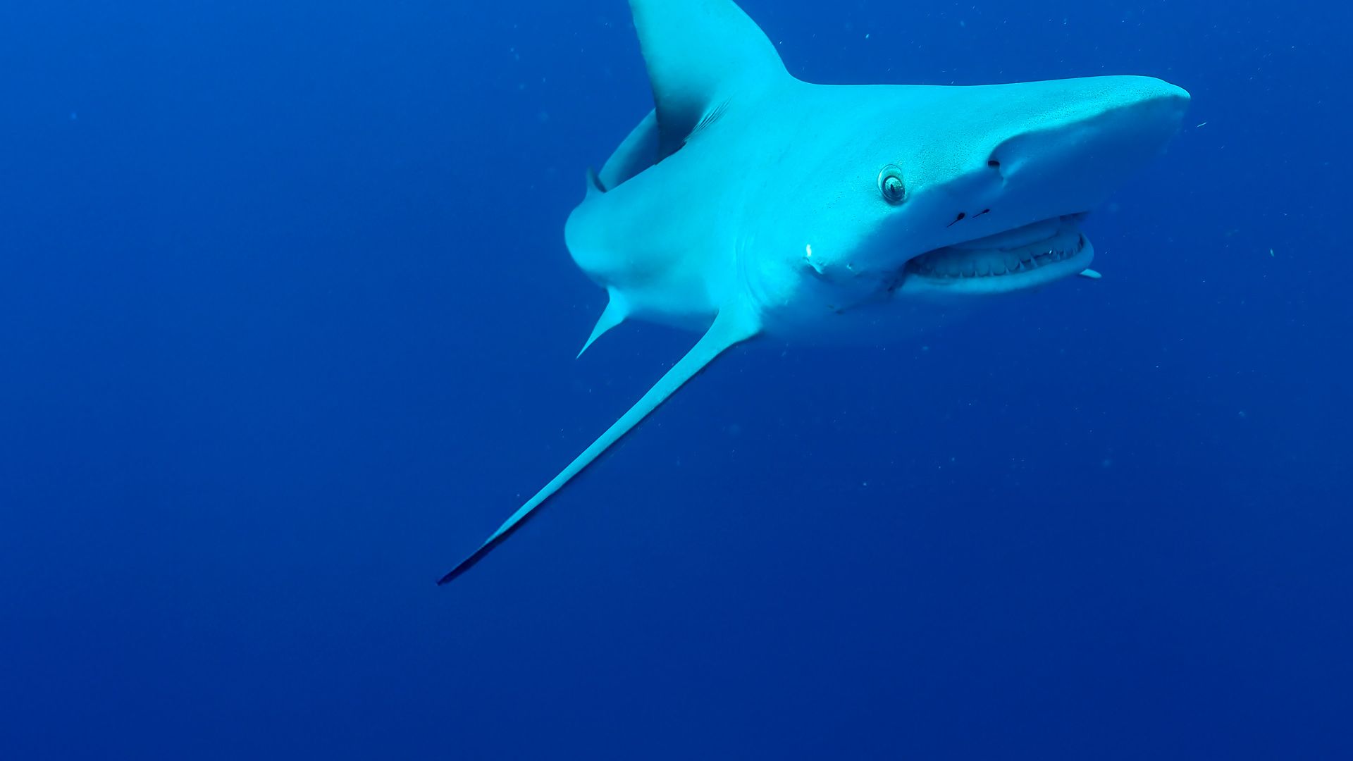 Bullenhai vs. Hammerhai