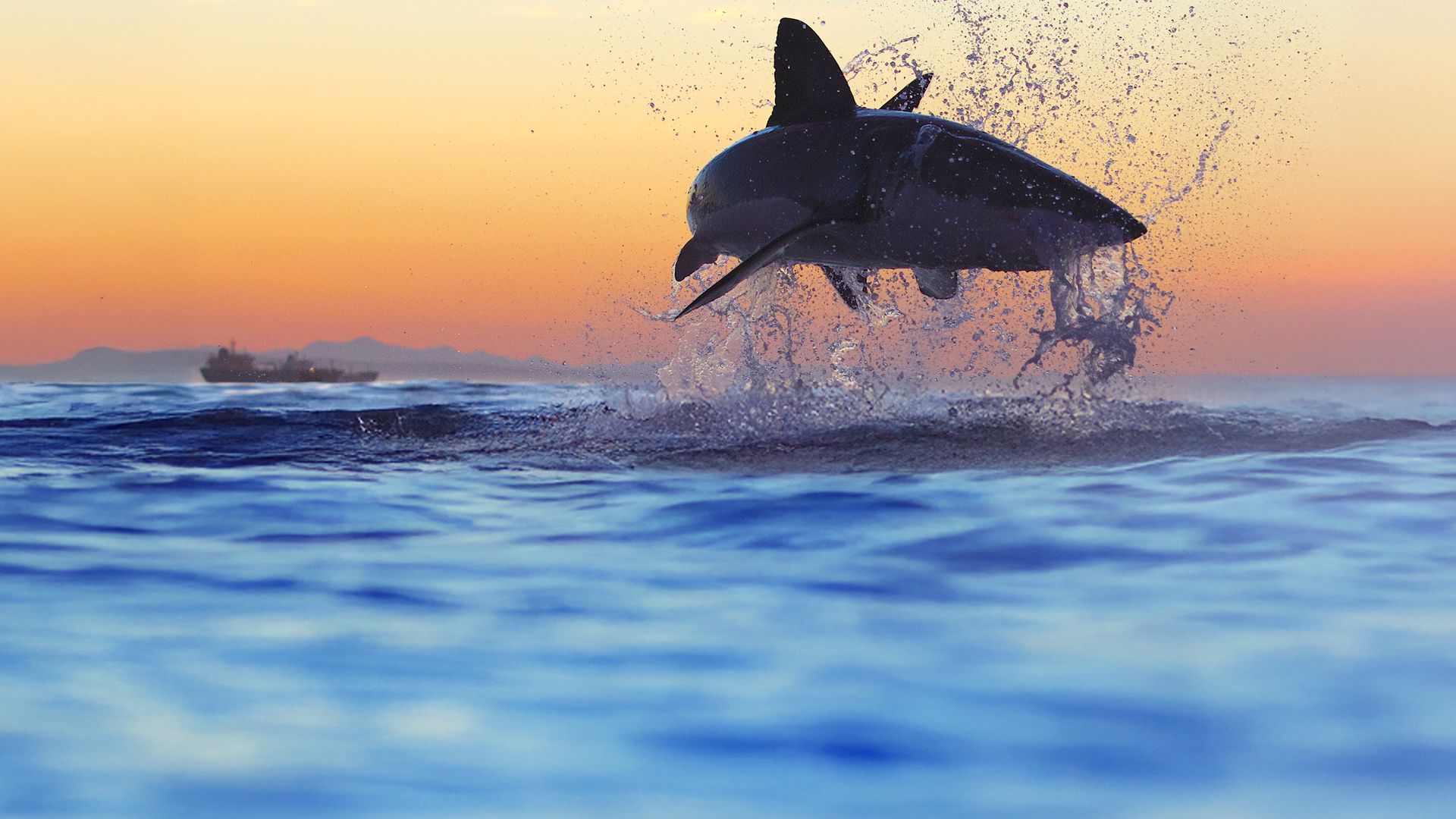 Mythbusters vs. Weißer Hai