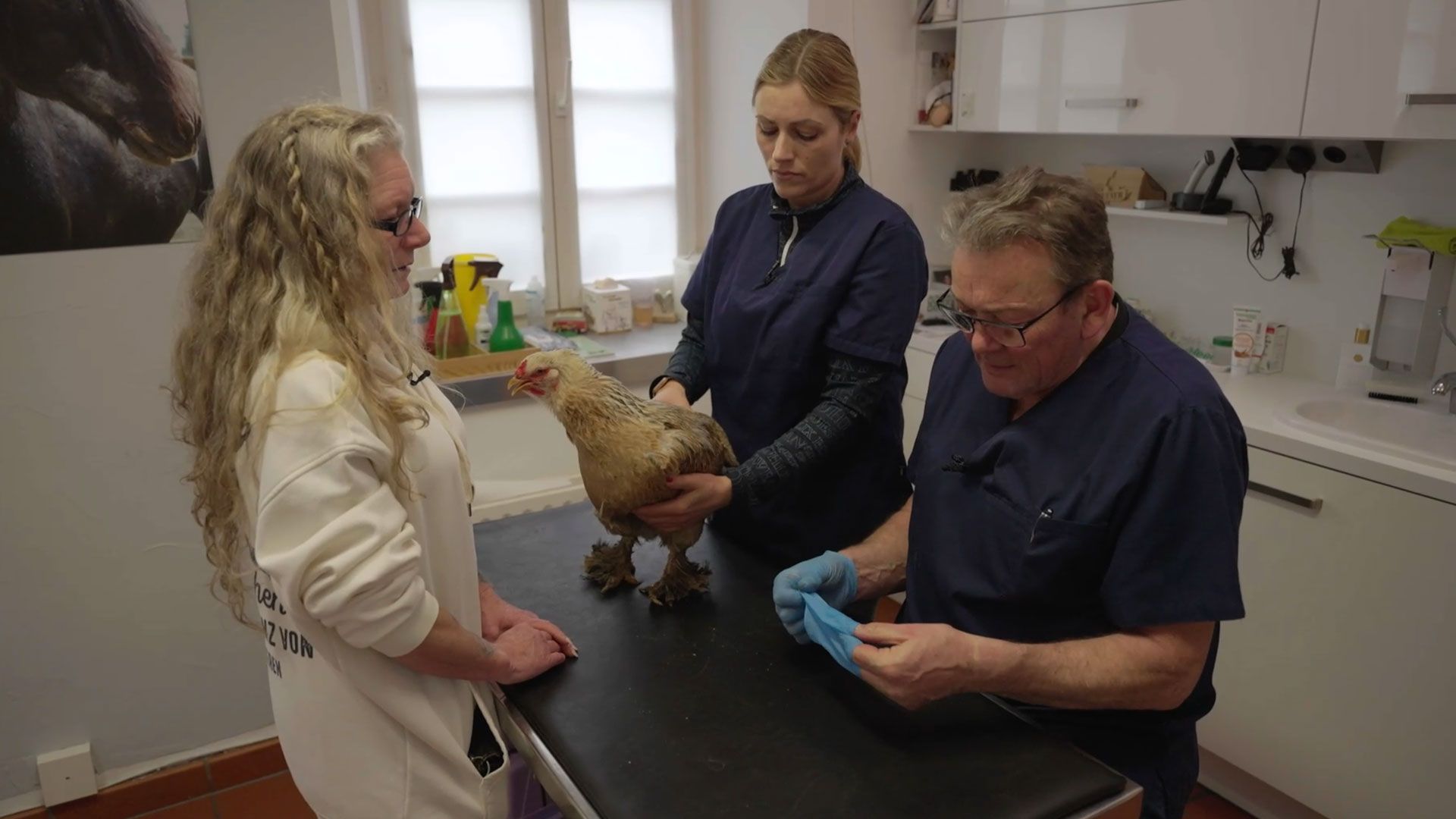 Ein humpelndes Huhn sorgt für Aufsehen